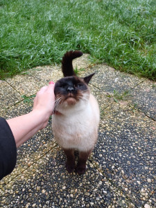 Photo de galerie - Garde de 6 chats 