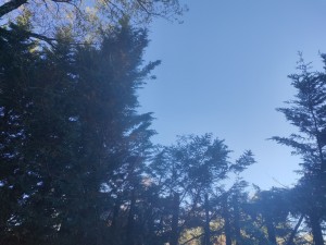 Photo de galerie - Coupe d'arbre