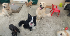 Photo de galerie - Les loulous chez nounou