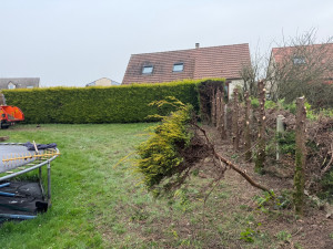 Photo de galerie - Suppression d’une haie de thuyas 