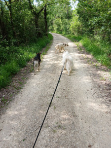 Photo de galerie - Garde animaux