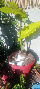 Photo de galerie - Garde d'animaux chez vous ou chez moi. J'ai une chienne et trois chats. 