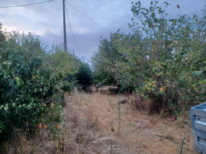 Photo de galerie - Tonte de pelouse - Débroussaillage