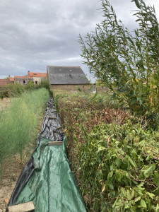 Photo de galerie - Taille haie chez un particulier 