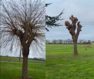 Photo de galerie - Élagage d’un saule pleureur