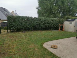 Photo de galerie - Taille de haies et d'arbustes