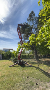 Photo de galerie - Elagage et coupe d'arbres