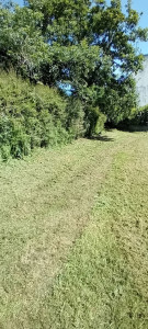Photo de galerie - Tonte de pelouse - Débroussaillage