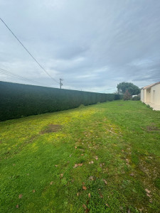 Photo de galerie - Taille de haie de leylandii de 150 mètre linéaire 