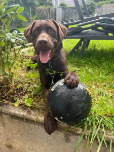 Photo de galerie - Garde chien