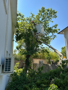 Photo de galerie - Elagage et coupe d'arbres