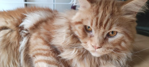 Photo de galerie - Petit Maine coon en garde chez son propriétaire . 