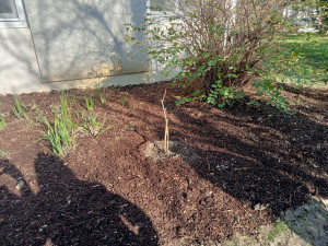 Photo de galerie - Mise en forme massif et plantation 