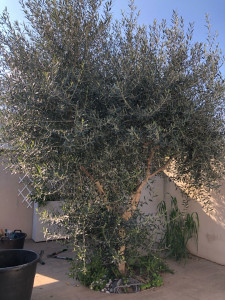 Photo de galerie - Taille d’olivier avant 