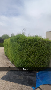 Photo de galerie - Taille de haie avant l’après dans l’autre photo 