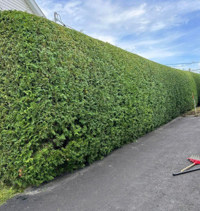Photo de galerie - Taille d'une haie avec nettoyage enfin de chantier 