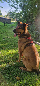 Photo de galerie - Toutes taches lié au chien 