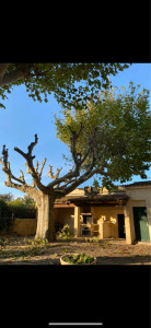 Photo de galerie - Taille d’arbustes 