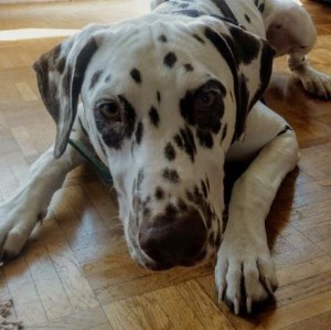 Photo de galerie - Garde chien