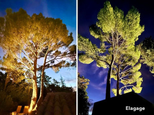 Photo de galerie - Elagage et coupe d'arbres