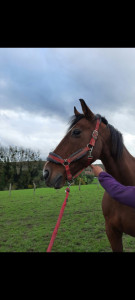 Photo de galerie - équitation