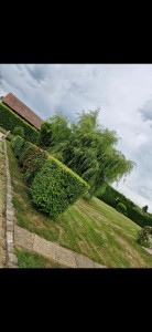 Photo de galerie - Taille de haie 