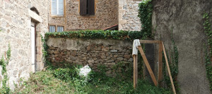Photo de galerie - Taille haie vigne + lierre