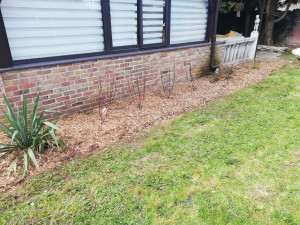 Photo de galerie - Plantation d'hortensia 