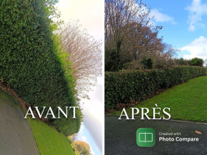 Photo de galerie - Taille d’une haie 