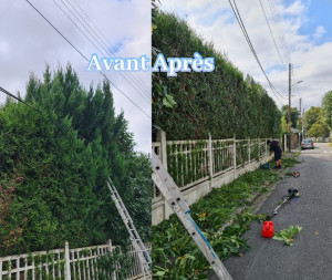 Photo de galerie - Taille de haies thuyas cyprès et laurier ( Morsang-sur-Orge)