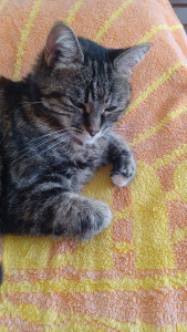 Photo de galerie - Garde chat