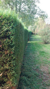 Photo de galerie - Haies
