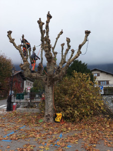 Photo de galerie - élagage d'un platane 
