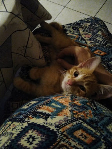 Photo de galerie - Garde chat