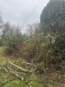 Photo de galerie - Nettoyage de roncier 