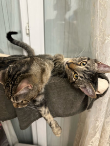 Photo de galerie - Garde chat