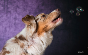 Photo de galerie - Photographie chien, portrait, en extérieur ou intérieur . 