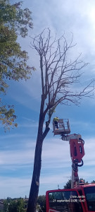 Photo de galerie - Élagage Abbattage 