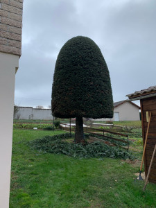 Photo de galerie - Taille de formation d’un conifère 