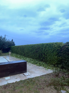 Photo de galerie - Taille au carré chaque année 