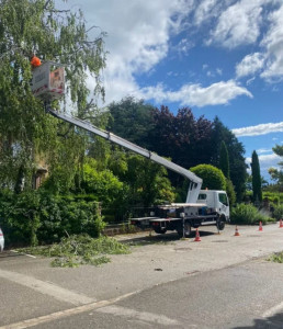 Photo de galerie - Elagage et coupe d'arbres