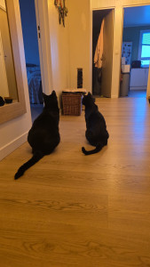 Photo de galerie - On complote contre la pet sitter