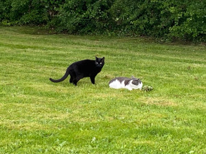Photo de galerie - Garde chats chez particuliers 