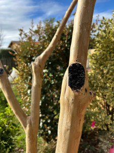 Photo de galerie - Taille de haies et d'arbustes