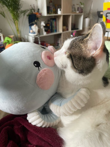 Photo de galerie - Garde d’un petit chat d’une amie lors de leur voyage en Chine 