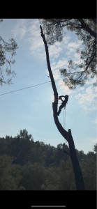 Photo de galerie - Abattage d’un arbre