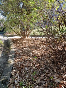 Photo de galerie - Paysagiste - Aménagement du jardin