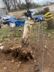 Photo de galerie - Enlèvement de souche 