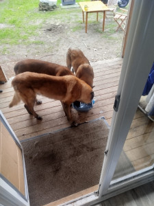 Photo de galerie - Garde chien