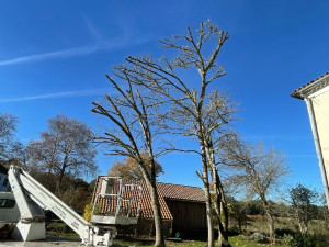 Photo de galerie - Elagage et coupe d'arbres